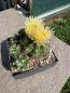 Preview: Thelocactus leucacanthus